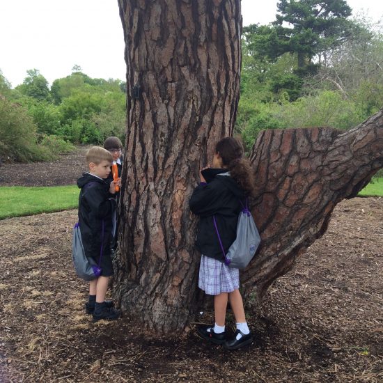 children facing a tree trunk