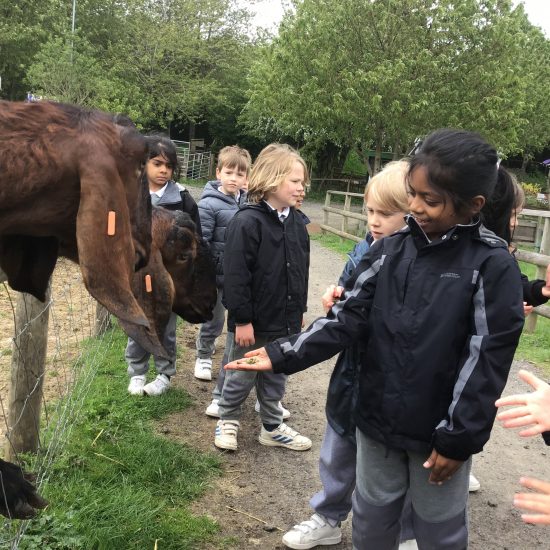 children from a private school in Surrey feeding animals