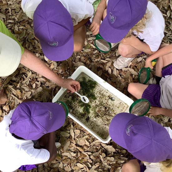 Children looking at insects in a container