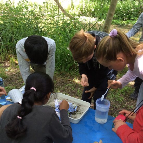 students testing river creatures and samples