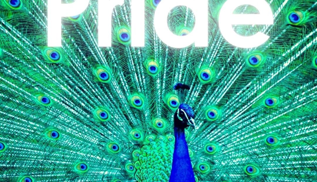 pride picture with a peacock